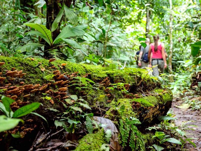 Peruvian Rainforests, unique honeymoons in South America