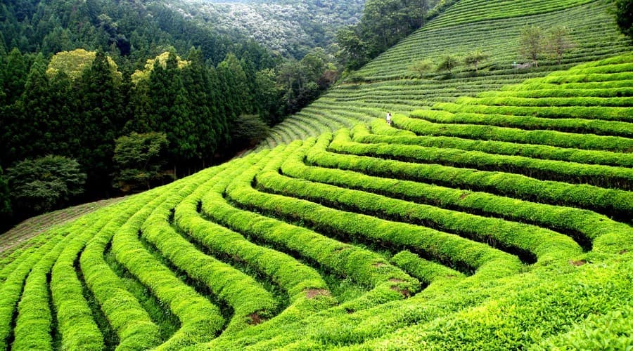 Trip To Munnar- Heavenly Places To Visit in Munnar Trip To Munnar- Heavenly Places To Visit in Munnar