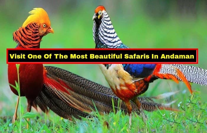 These 6 National Parks In Andaman Is A Wholesome Package These 6 National Parks In Andaman Is A Wholesome Package