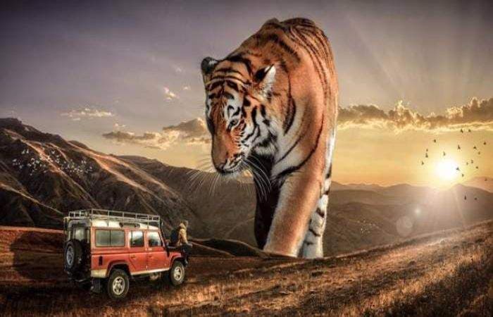 15 best wildlife safari experiences in South Africa 15 best wildlife safari experiences in South Africa