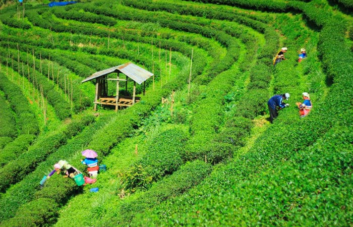 You will not be able to stop yourself to visit these 13 places in Darjeeling You will not be able to stop yourself to visit these 13 places in Darjeeling