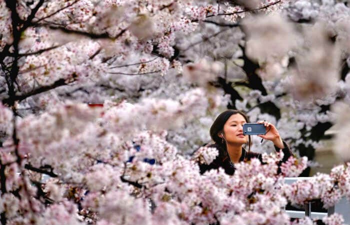 Cherry Blossoms Are Blooming At The New Spring Flower Cruise In Japan In 2019 Cherry Blossoms Are Blooming At The New Spring Flower Cruise In Japan In 2019