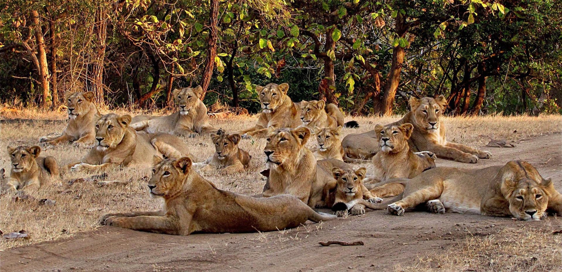 There are some unknown secrets of Asiatic Lions in Gir forest, Gujarat There are some unknown secrets of Asiatic Lions in Gir forest, Gujarat