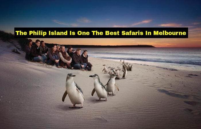 Tick The Box Of 5 Best Safari Places And Get Closer To Melbourne Zoo Tick The Box Of 5 Best Safari Places And Get Closer To Melbourne Zoo