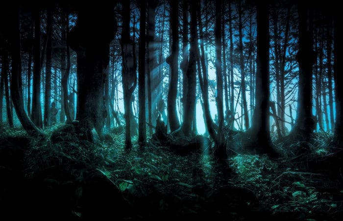 10 most haunted forests around the world 10 most haunted forests around the world