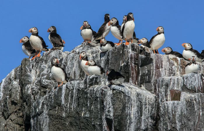 Poop of Birds keep the area cool in Arctic Circle? Check out the answer Poop of Birds keep the area cool in Arctic Circle? Check out the answer