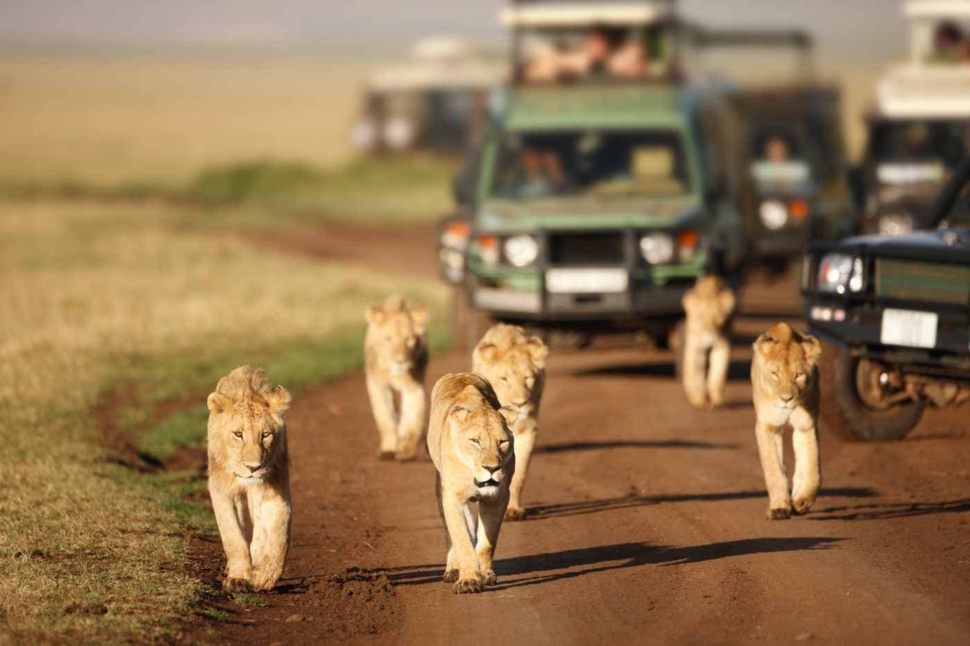 Safari Holidays – get ready to go on a wildlife journey! Safari Holidays – get ready to go on a wildlife journey!