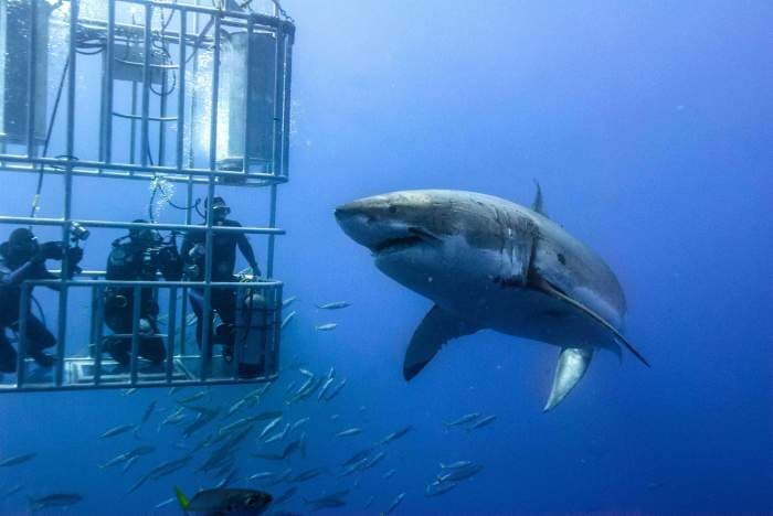 Enjoy 11 Thrilling Wildlife Safari Experiences In South Africa Enjoy 11 Thrilling Wildlife Safari Experiences In South Africa