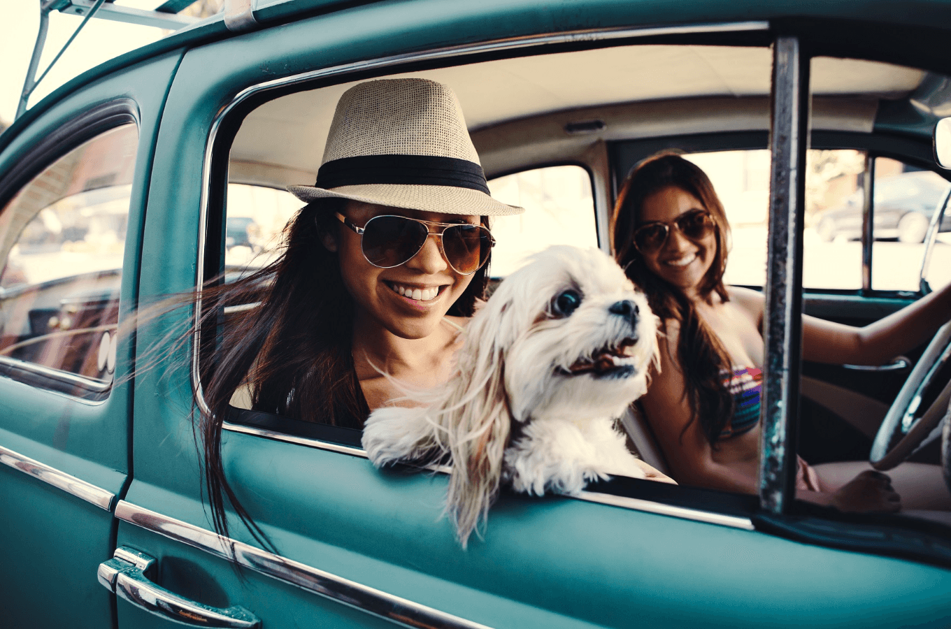 Traveling With Your Dog? Consider These Important Tips Traveling With Your Dog? Consider These Important Tips