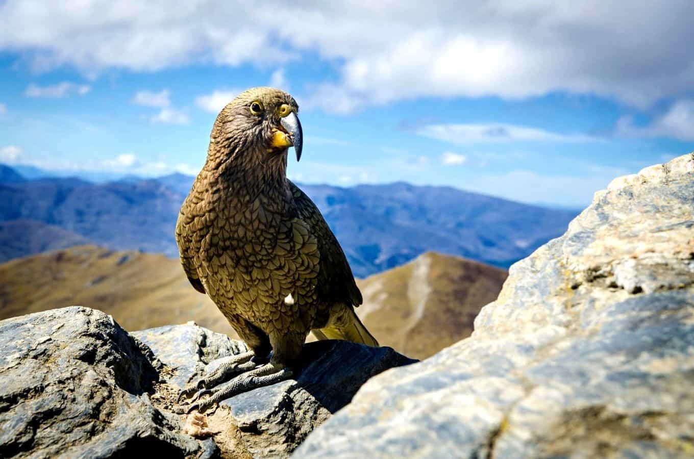 7 Best Wildlife Reserves In New Zealand To Visit On Your Next Trip 7 Best Wildlife Reserves In New Zealand To Visit On Your Next Trip