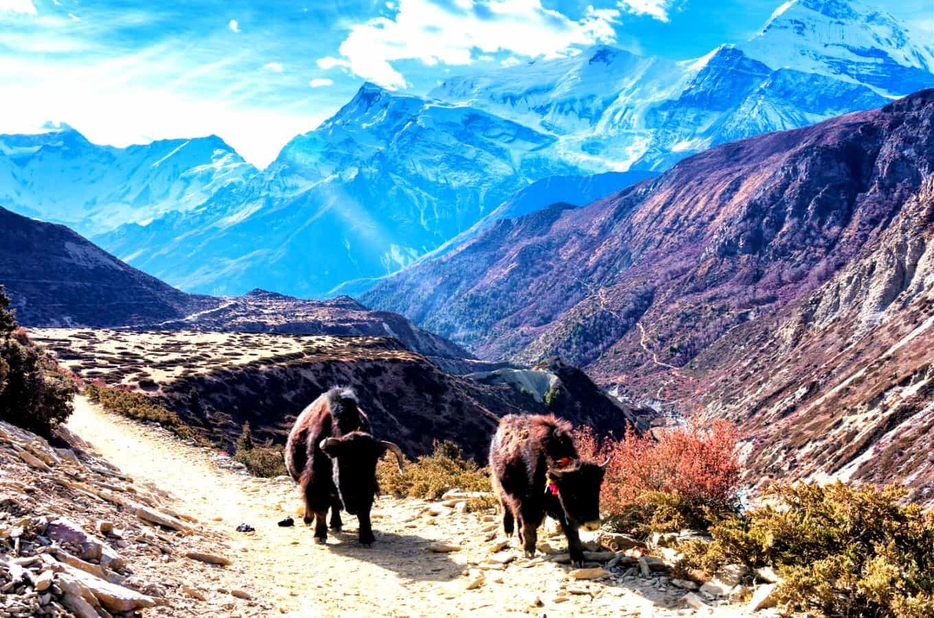 7 Most Beautiful National Parks In Nepal To Visit At Least Once 7 Most Beautiful National Parks In Nepal To Visit At Least Once