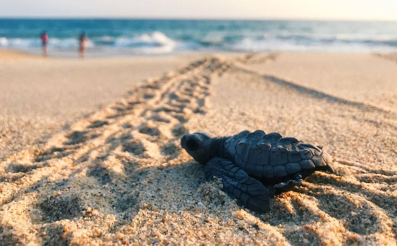 8 Best Things To Do In Maldives For Surreal Natural Experiences 8 Best Things To Do In Maldives For Surreal Natural Experiences