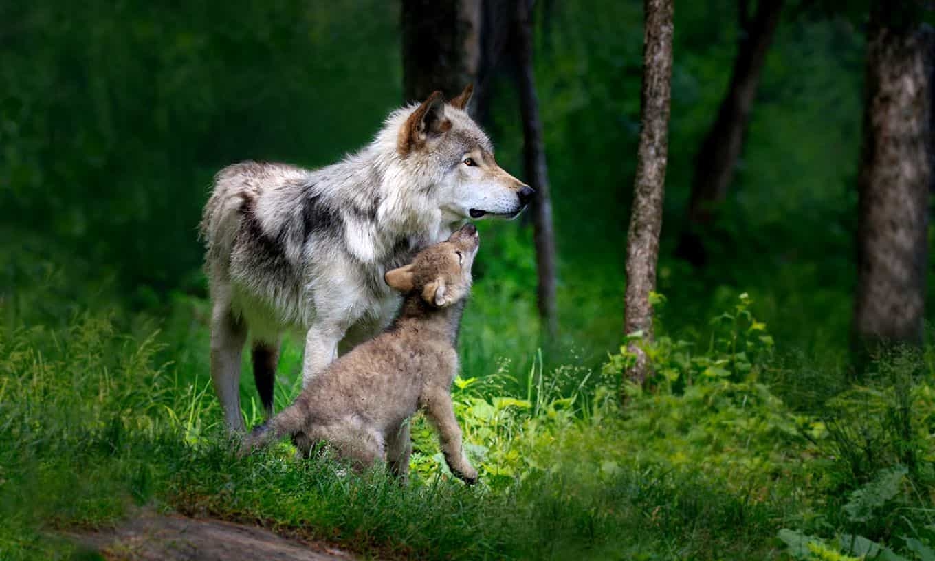 10 Best Wildlife Adventure Tours Around The World 10 Best Wildlife Adventure Tours Around The World