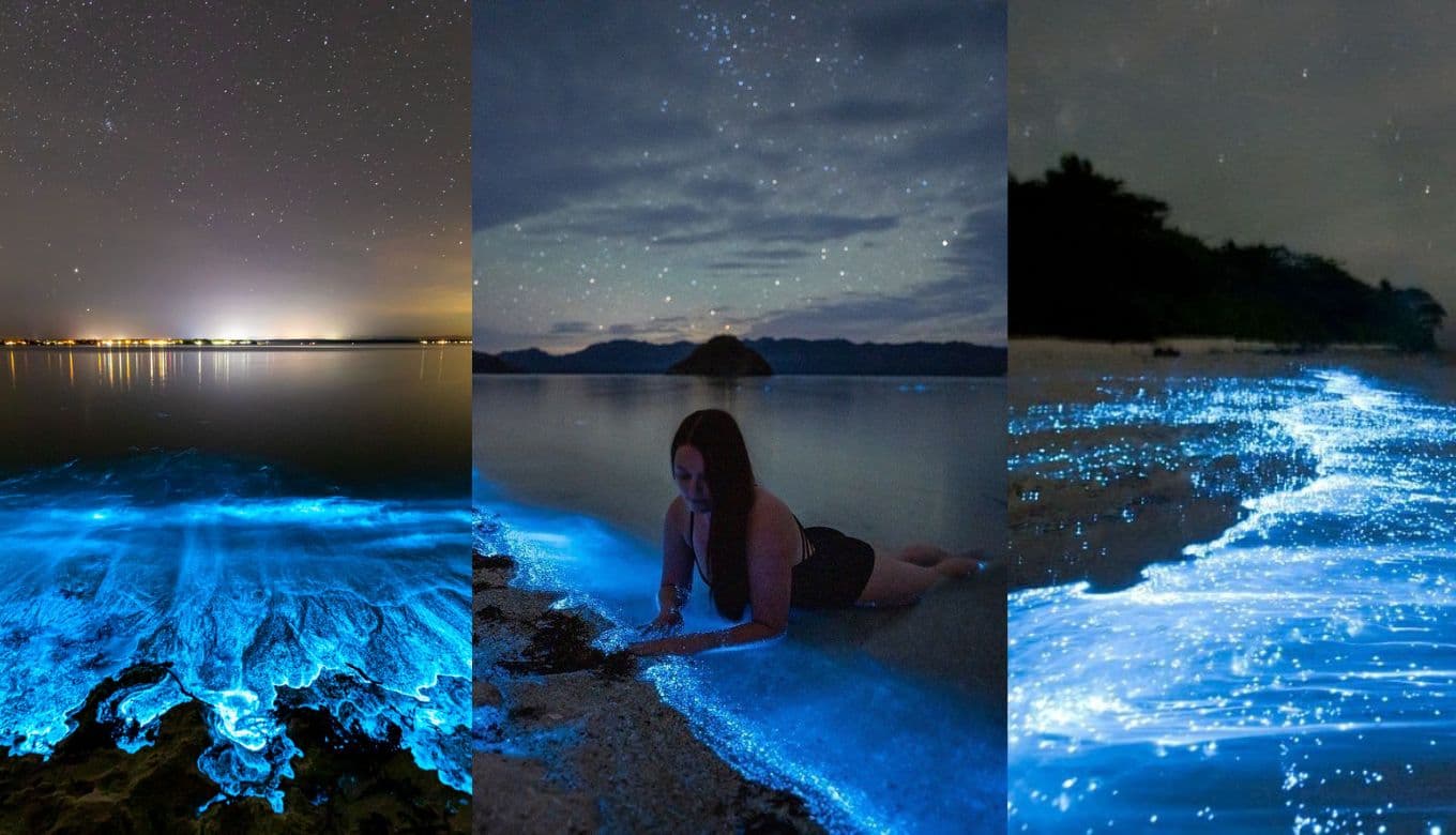 7 Incredible Glowing Beaches Across the World You Must Visit 7 Incredible Glowing Beaches Across the World You Must Visit