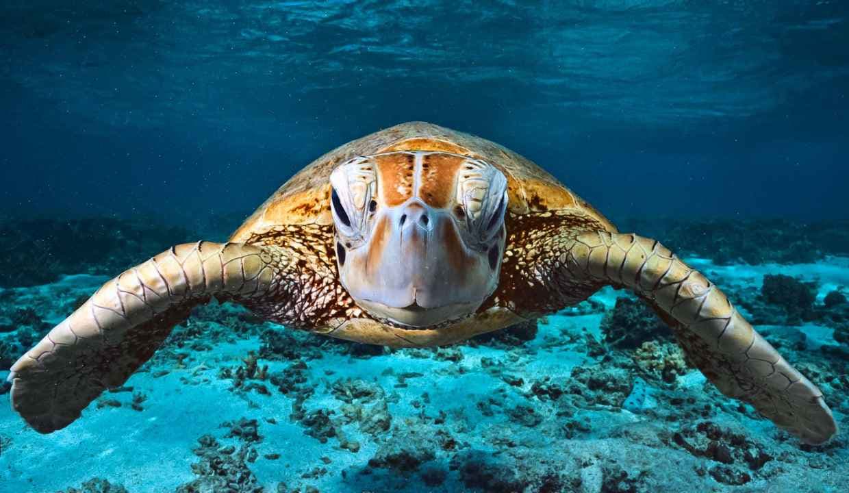 15 Popular Destinations for Wildlife Enthusiasts Around the Globe 15 Popular Destinations for Wildlife Enthusiasts Around the Globe