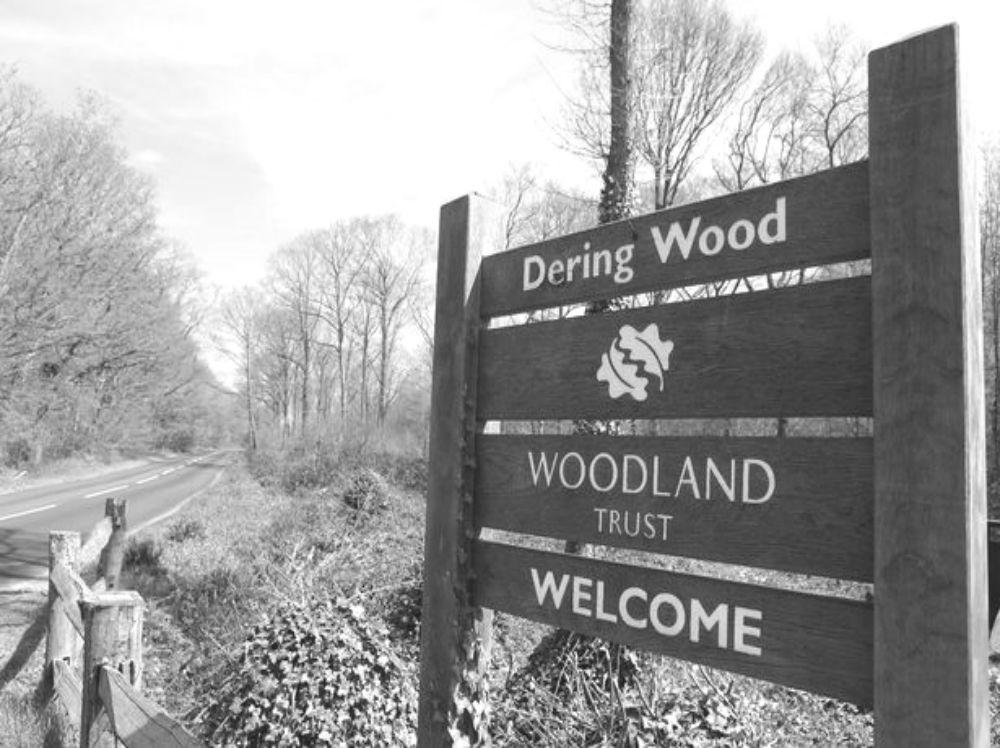 Dering Woods, Smarden, England