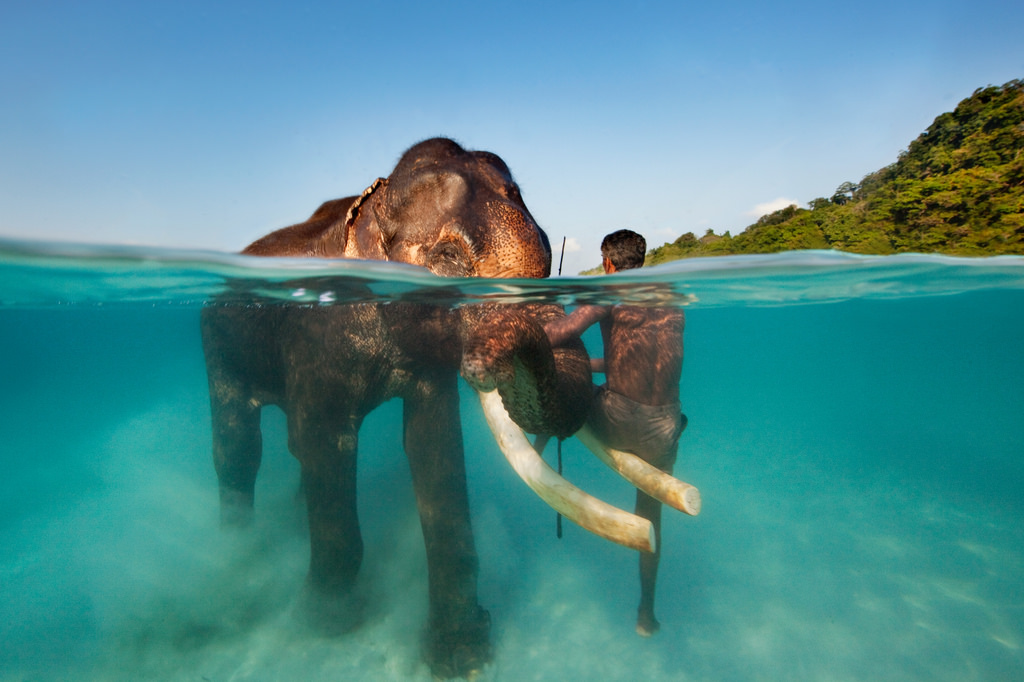 swimming with elephants