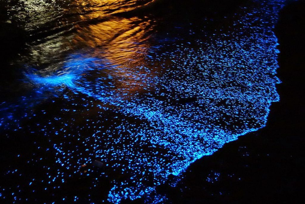 bioluminescence-at-havelock-island