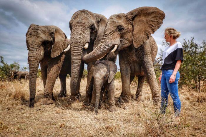 Adventures With Elephants, Limpopo