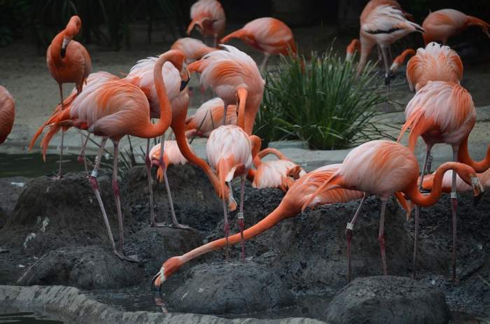 Bolivia flamingos