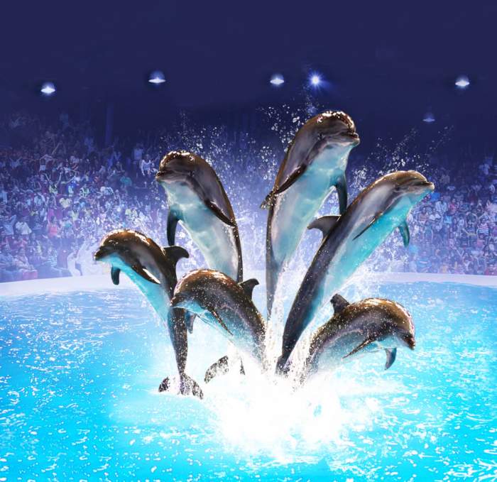Dubai dolphinarium in the United Arab Emirates