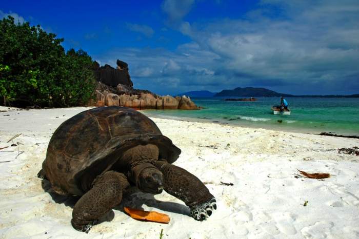 giant tortoise in seychelles