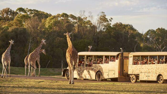 Werribee Zoo Safari