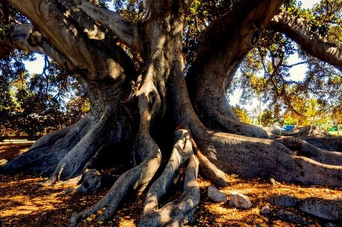 Raniban, The Gigantic Old Tree