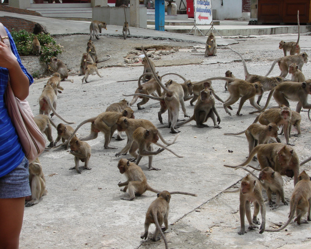 monkey college image 