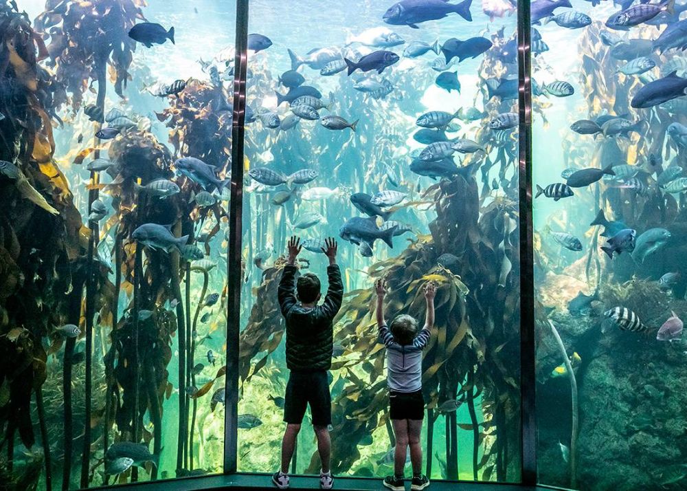 Two Ocean Aquarium