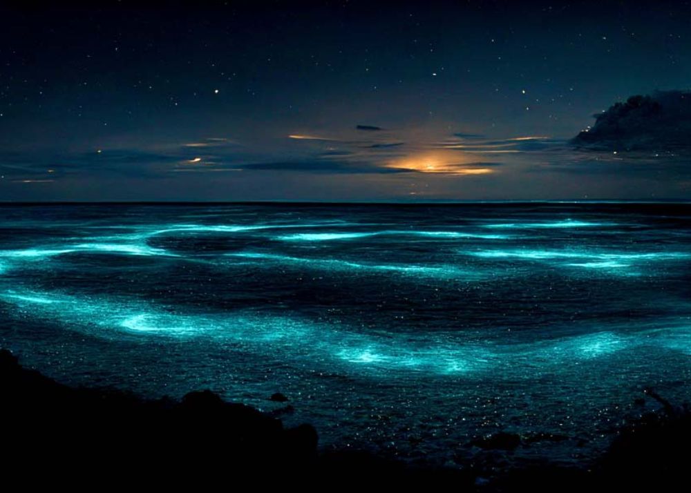 Bioluminescent Bays In The World