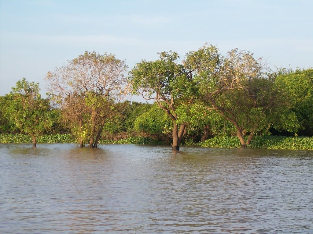 Tonle sap bio reserve